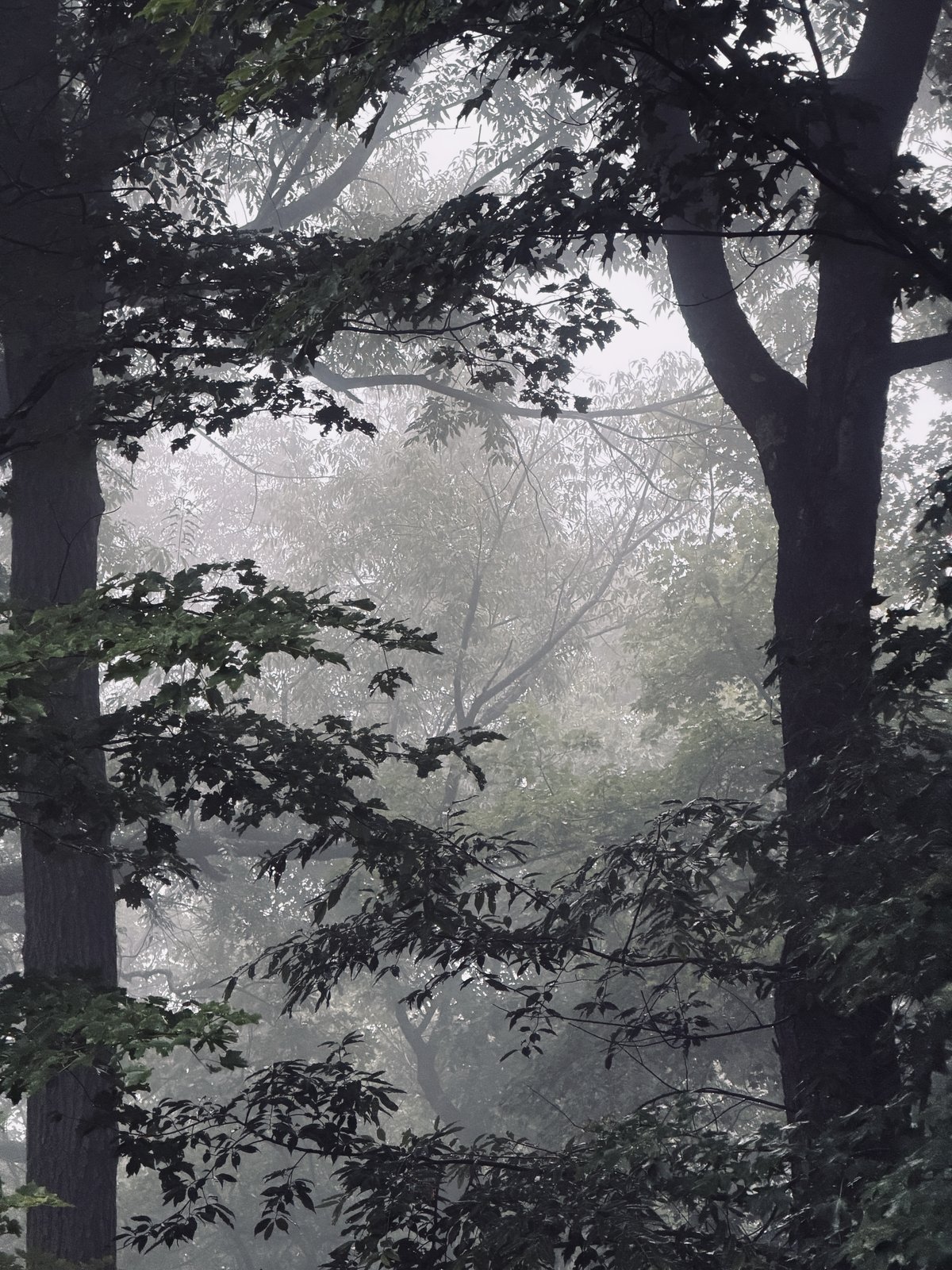 Misty forest scene with tall dark tree trunks framing dense foliage and branches fading into fog in the background.
