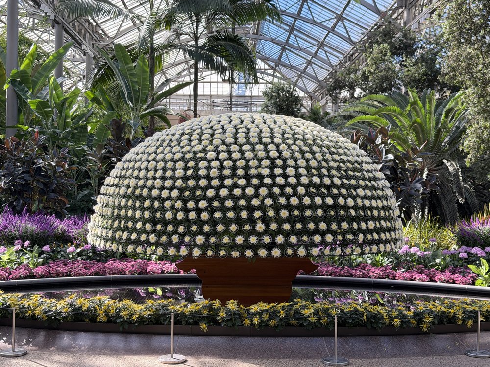 Large spherical cactus covered entirely in small white flowers, surrounded by pink flowering plants, inside a glass greenhouse with tropical plants overhead.